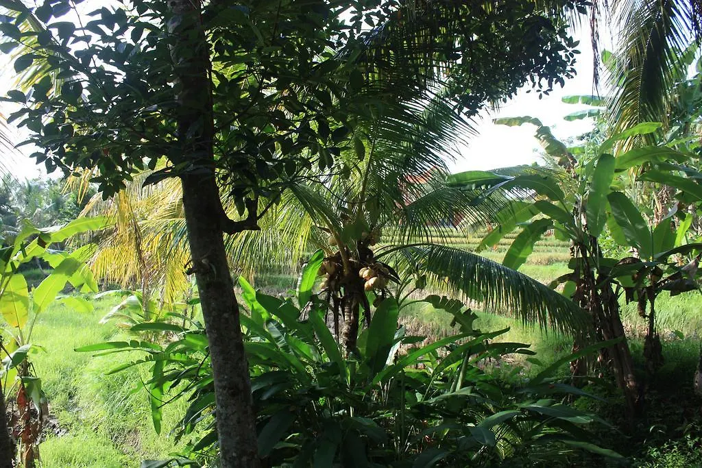 Wonder-Land Villa Ubud  3*, Ubud (Bali)